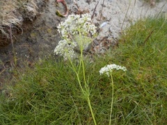 Hundekjeks (Anthriscus sylvestris)