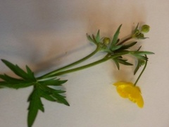 Meadow Buttercup (Ranunculus acris)