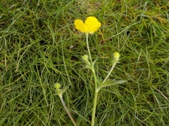 Meadow Buttercup (Ranunculus acris)
