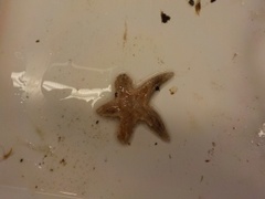 Kamstjerne (Astropecten irregularis)