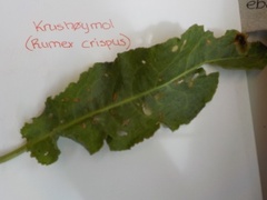 Krushøymol (Rumex crispus)