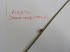 Knappsiv (Juncus conglomeratus)