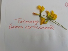 Tiriltunge (Lotus corniculatus)