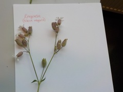 Engsmelle (Silene vulgaris)