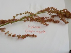 Fjellsyre (Oxyria digyna)