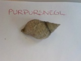 Purpursnegl (Nucella lapillus)
