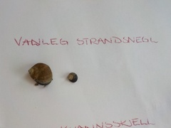 Storstrandsnegl (Littorina littorea)