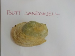Butt sandskjell (Mya truncata)