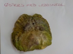 Østers (Ostreidae)