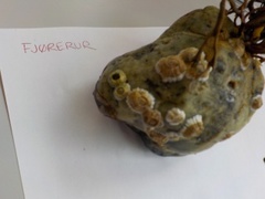 barnacle (Semibalanus balanoides)