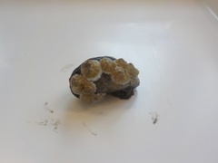 barnacle (Semibalanus balanoides)