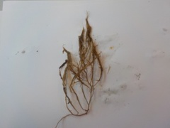Landlady's wig (Desmarestia aculeata)