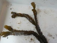 Sagtang (Fucus serratus)