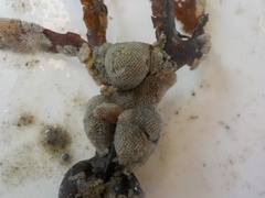 Bryozoans (Bryozoa)