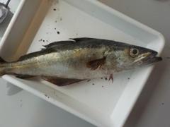 Pollack (Pollachius pollachius)