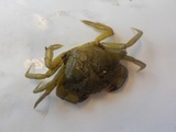 Strandkrabbe (Carcinus maenas)