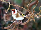 Stillits (Carduelis carduelis)