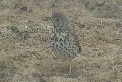 Song Thrush (Turdus philomelos)