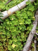 Gjøkesyre (Oxalis acetosella)