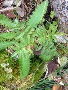 Rogn (Sorbus aucuparia)