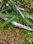 Veitistel (Cirsium vulgare)