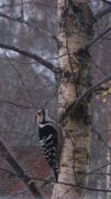 White-backed Woodpecker (Dendrocopos leucotos)
