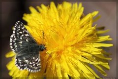 Grizzled Skipper (Pyrgus malvae)
