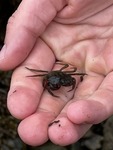 Strandkrabbe (Carcinus maenas)