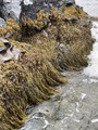 Blæretang (Fucus vesiculosus)