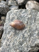 Strandsnegler (Littorina)