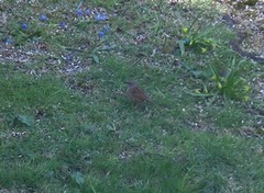 Hedge Accentor (Prunella modularis)