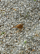 Hedge Accentor (Prunella modularis)