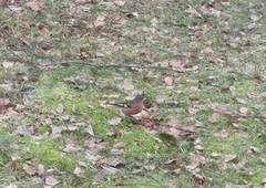 Chaffinch (Fringilla coelebs)