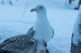 Gråmåke (Larus argentatus)