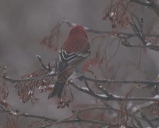 Pine Grosbeak (Pinicola enucleator)