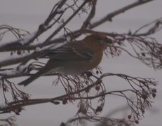 Pine Grosbeak (Pinicola enucleator)