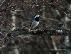 White Wagtail (Motacilla alba)