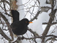 Svarttrost (Turdus merula)