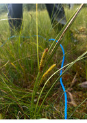 Flaskestarr (Carex rostrata)