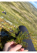 Greplyng (Loiseleuria procumbens)