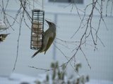 Gråspett (Picus canus)