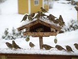 Grønnfink (Carduelis chloris)