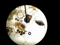 Dafnier (Daphnia)