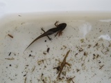 Småsalamander (Triturus vulgaris)