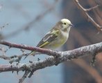 Grønnfink (Carduelis chloris)