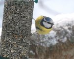 Blåmeis (Cyanistes caeruleus)