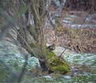 Gråtrost (Turdus pilaris)