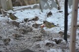 Gråsisik (Carduelis flammea)