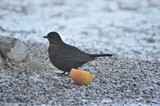 Svarttrost (Turdus merula)