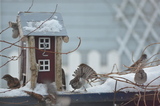 Gråspurv (Passer domesticus)